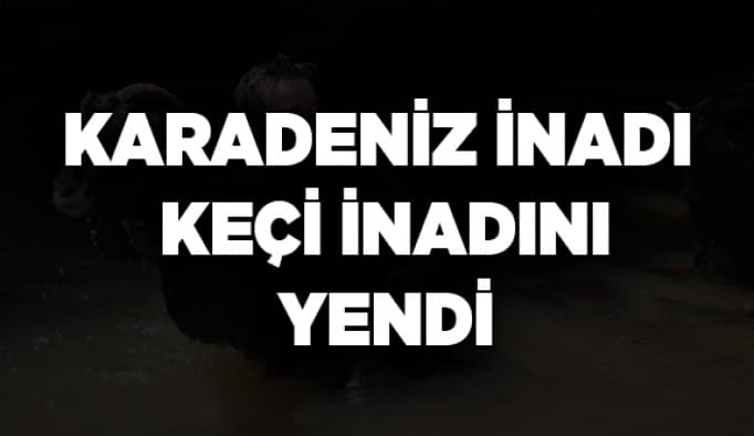 Karadeniz inadı keçi inadını yendi