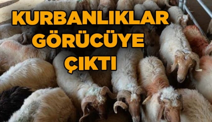 Kurbanlıklar görücüye çıktı