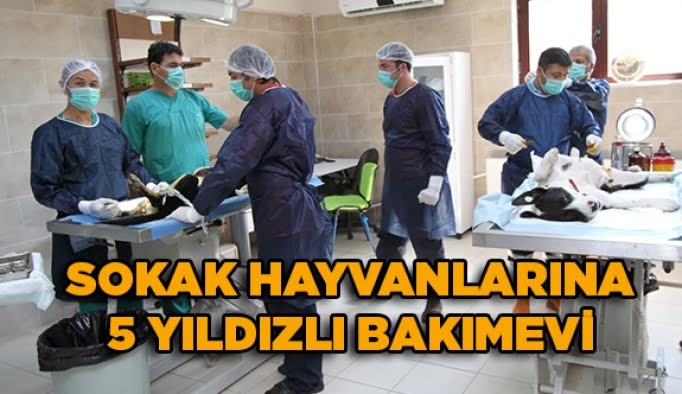 Sokak hayvanlarına 5 yıldızlı bakımevi
