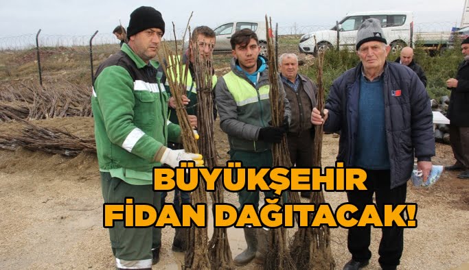 Büyükşehir, yüzde 50 hibeli fidan dağıtacak