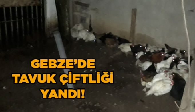 Gebze’de tavuk çiftliği yandı!