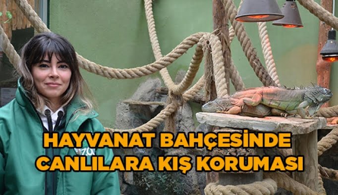 Hayvanat bahçesinde canlılara kış koruması