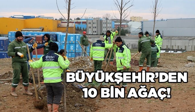 Büyükşehir’den 10 bin ağaç!