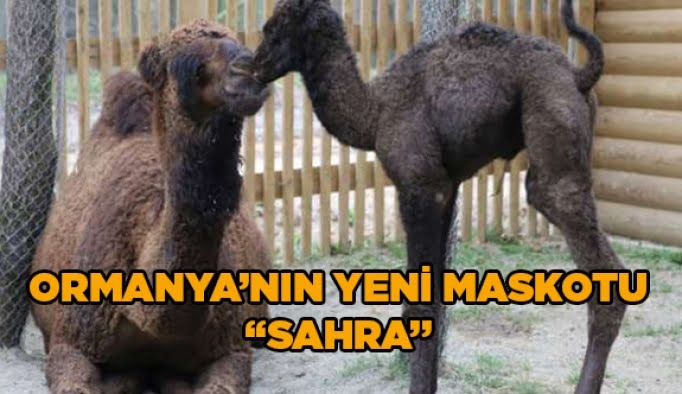 Ormanya'nın yeni maskotu "Sahra"
