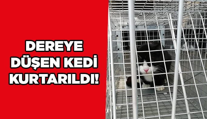 Dereye düşen kedi kurtarıldı!
