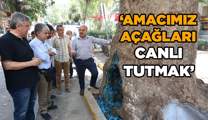 ''Amacımız ağaçları canlı tutmak''