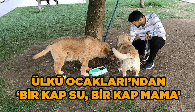 Ülkü Ocakları’ndan ‘’Bir kap su, bir kap mama’’