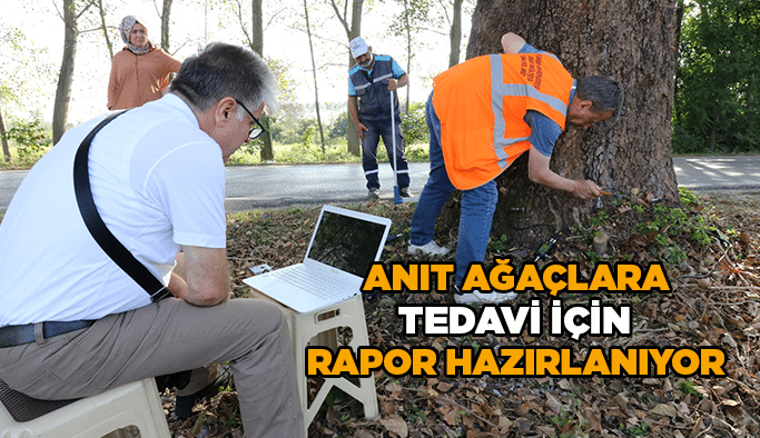 Anıt ağaçlara tedavi için rapor hazırlanıyor