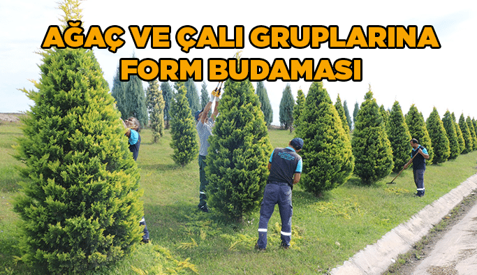 Ağaç ve çalı gruplarına form budaması