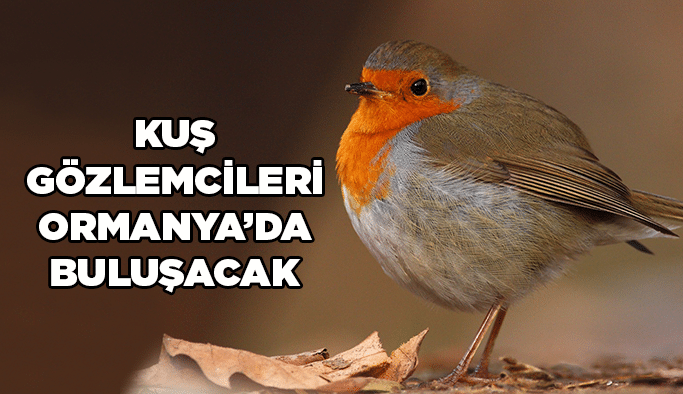 Kuş gözlemcileri Ormanya’da buluşacak