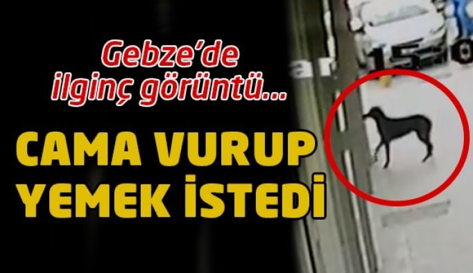 Patisiyle cama vurup yemek istedi