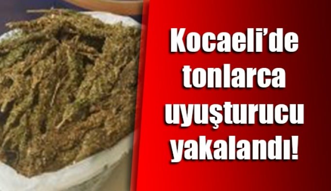 Kocaeli’de tonlarca uyuşturucu yakalandı!