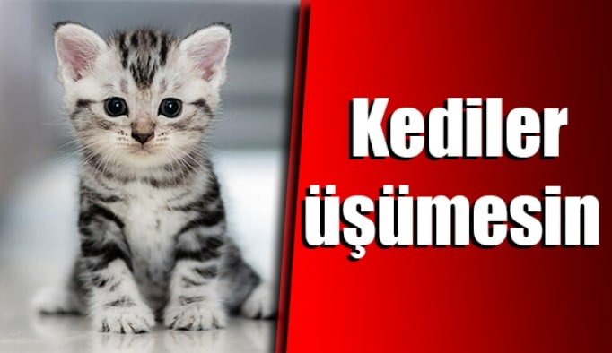Maksat; Kediler üşümesin