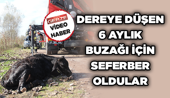 Dereye düşen 6 aylık buzağı için seferber oldular