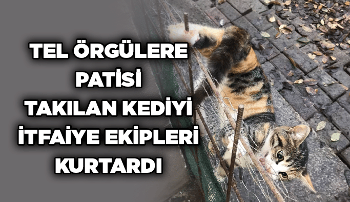 Tel örgülere patisi takılan kediyi itfaiye ekipleri kurtardı