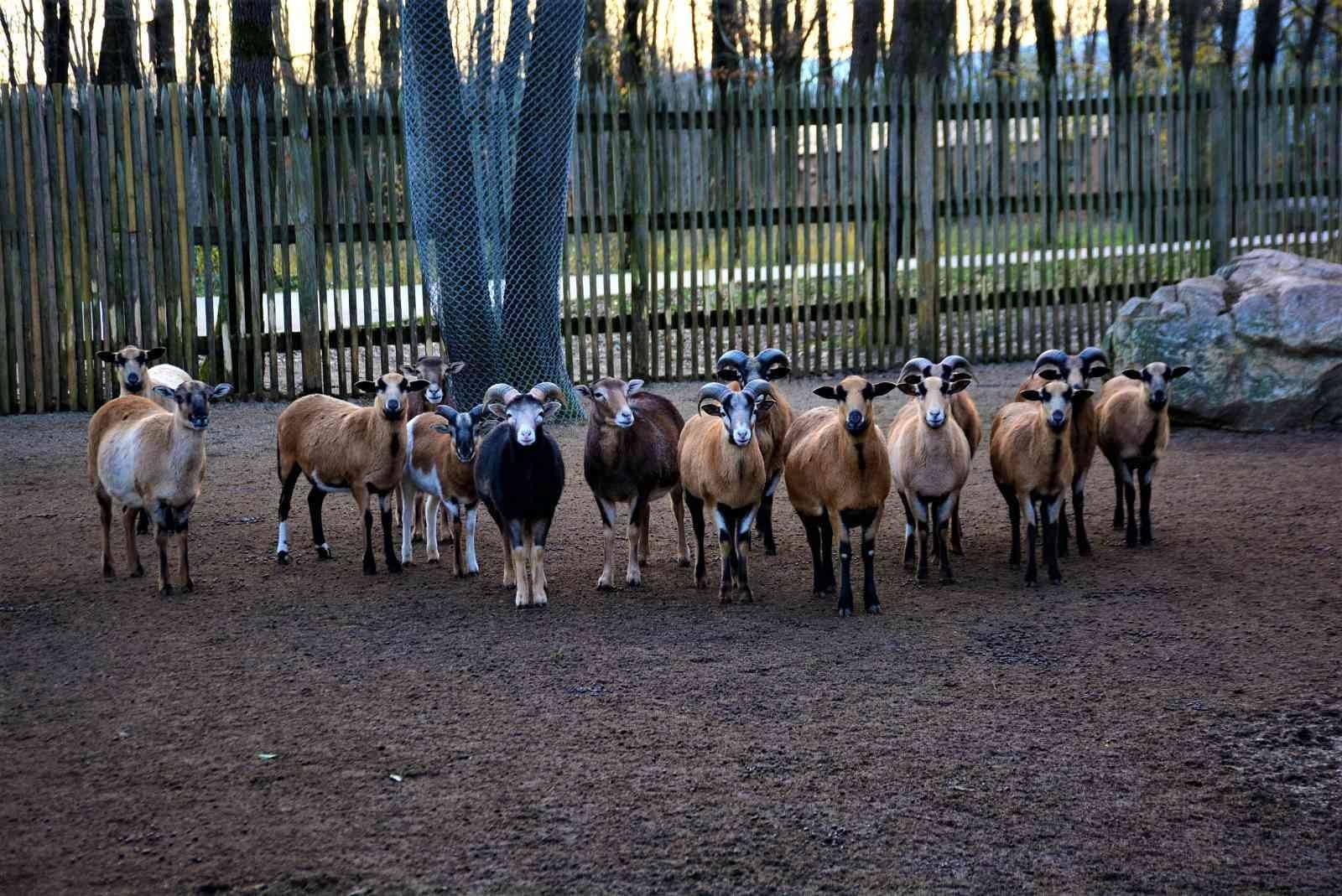 Ormanya’ da haftalık bakım yapıldı, hayvanlar enerji depoladı