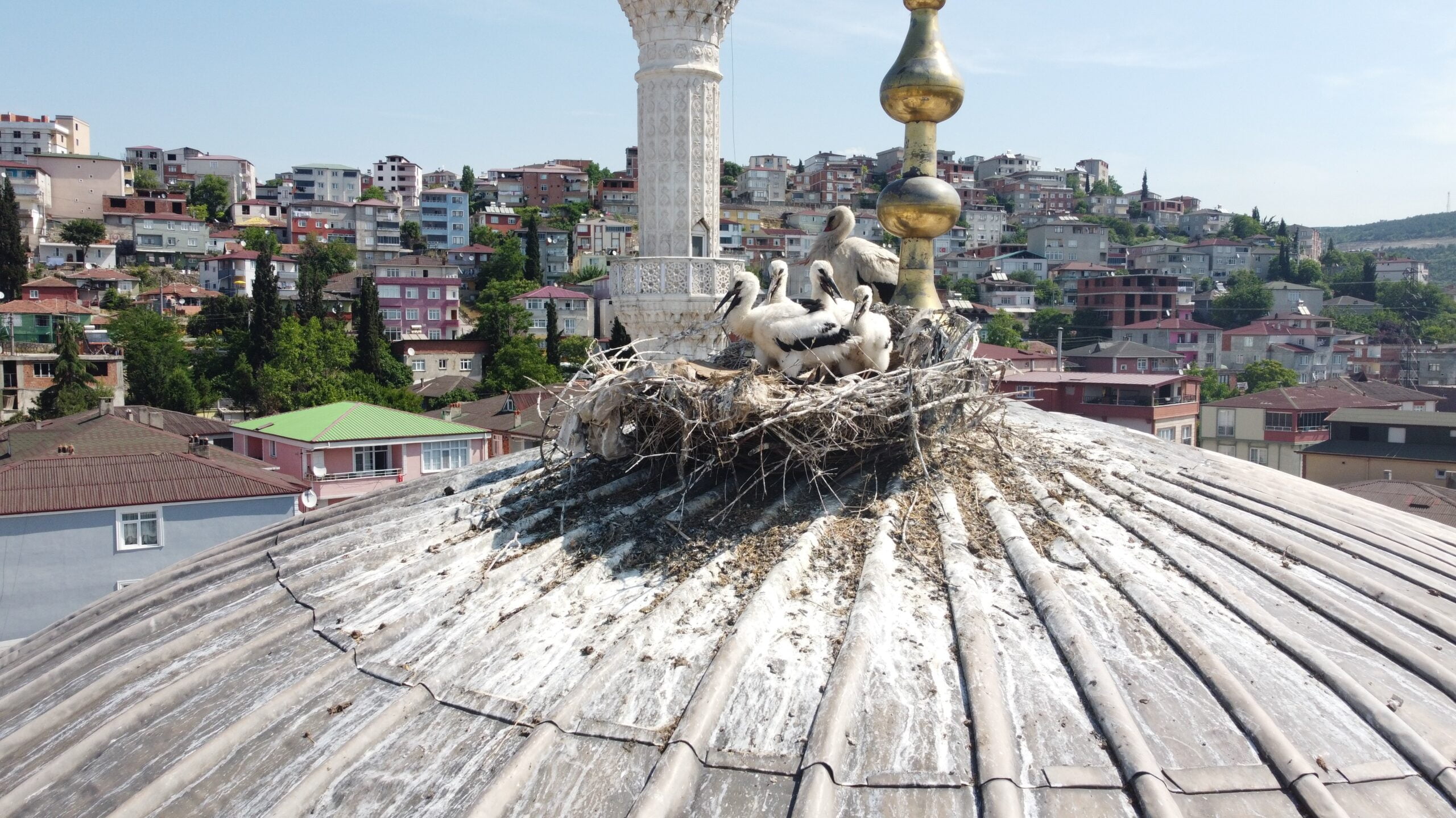 Dilovası’nın Sevimli Sakinleri