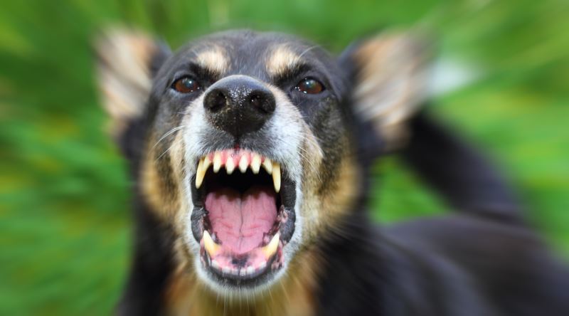 Sokak Köpekleri Tehlike Saçıyor