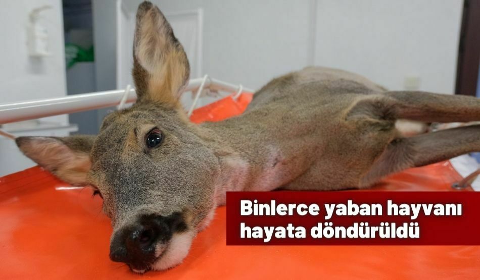 Binlerce yaban hayvanı hayata döndürüldü