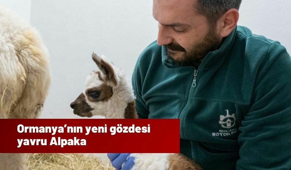 Ormanya’nın Yeni Gözdesi Yavru Alpaka