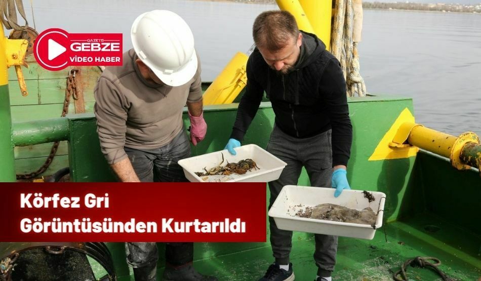 Körfez Gri Görüntüsünden Kurtarıldı