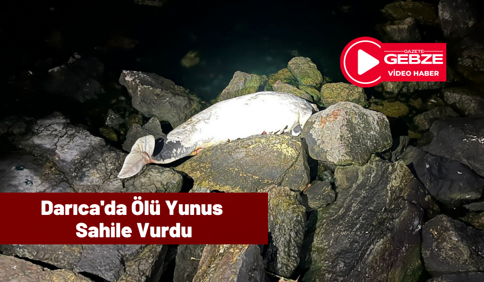 Darıca’da Ölü Yunus Sahile Vurdu