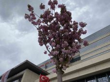 Başakşehir Şehir Hastanesi’nin sakuraları çiçek açtı
