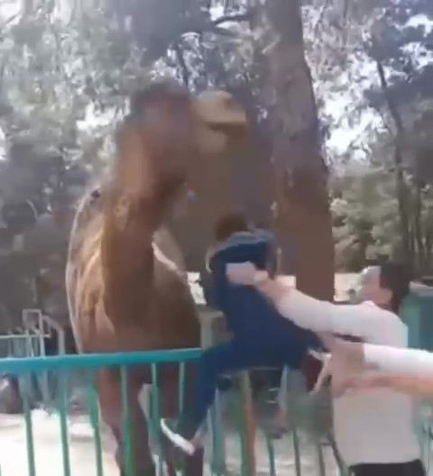 Deve Çocuğun Başını Isırdı: Az Kalsın Öldürüyordu! O Anlar Kameralara Yansıdı Deve Çocuğun Başını Isırdı: Az Kalsın Öldürüyordu! O Anlar Kameralara Yansıdı