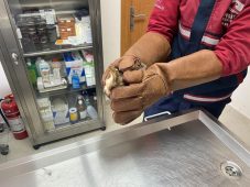 Pendik’te bitkin bulunan balaban kuşu koruma altına alındı