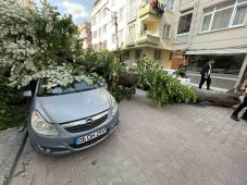 Avcılar’da ıhlamur ağacı araçların üzerine devrildi, vatandaşlar dakikalarla kurtuldu