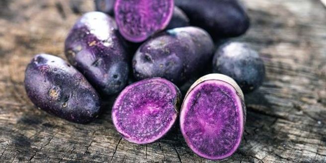 Mor Patates Ekimi Yapıldı