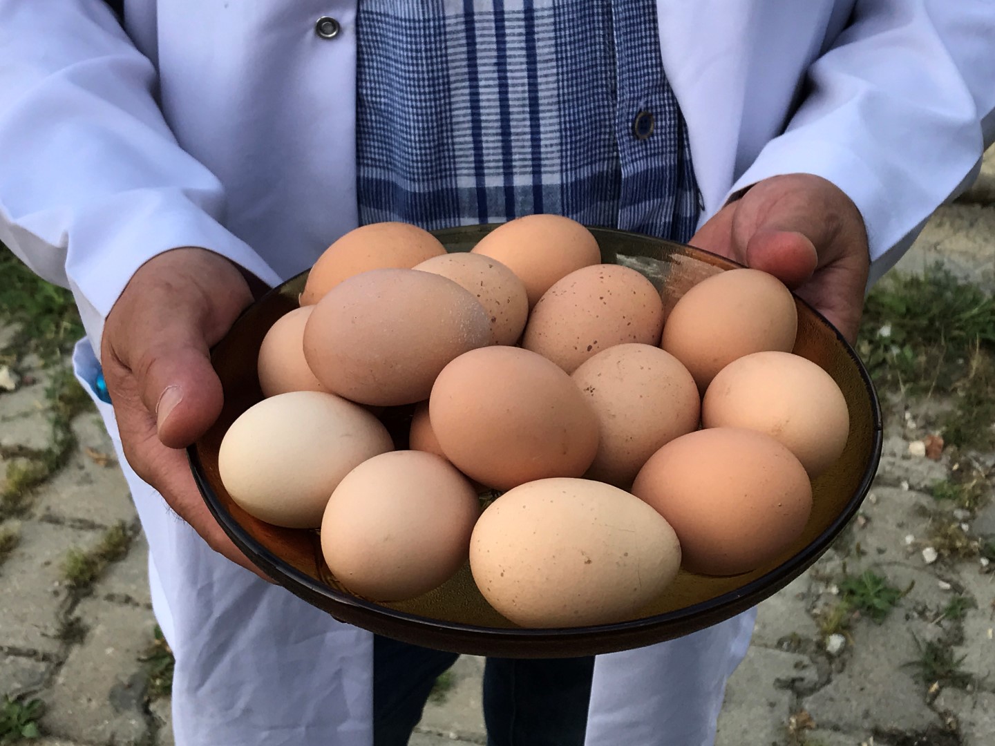 Büyükşehir’den Üreticilere Yumurta Tavuğu Desteği