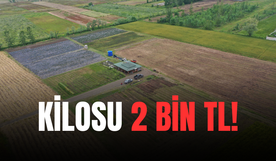 Topraktan Çıkan “O” Şey Altın Değerinde…Kilosu 2 bin TL!