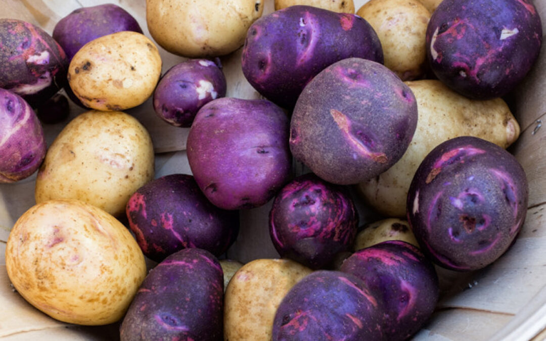 Mor Patates Ekimi Yapıldı Mor Patates Ekimi Yapıldı