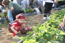İzmit’te çilek köyü