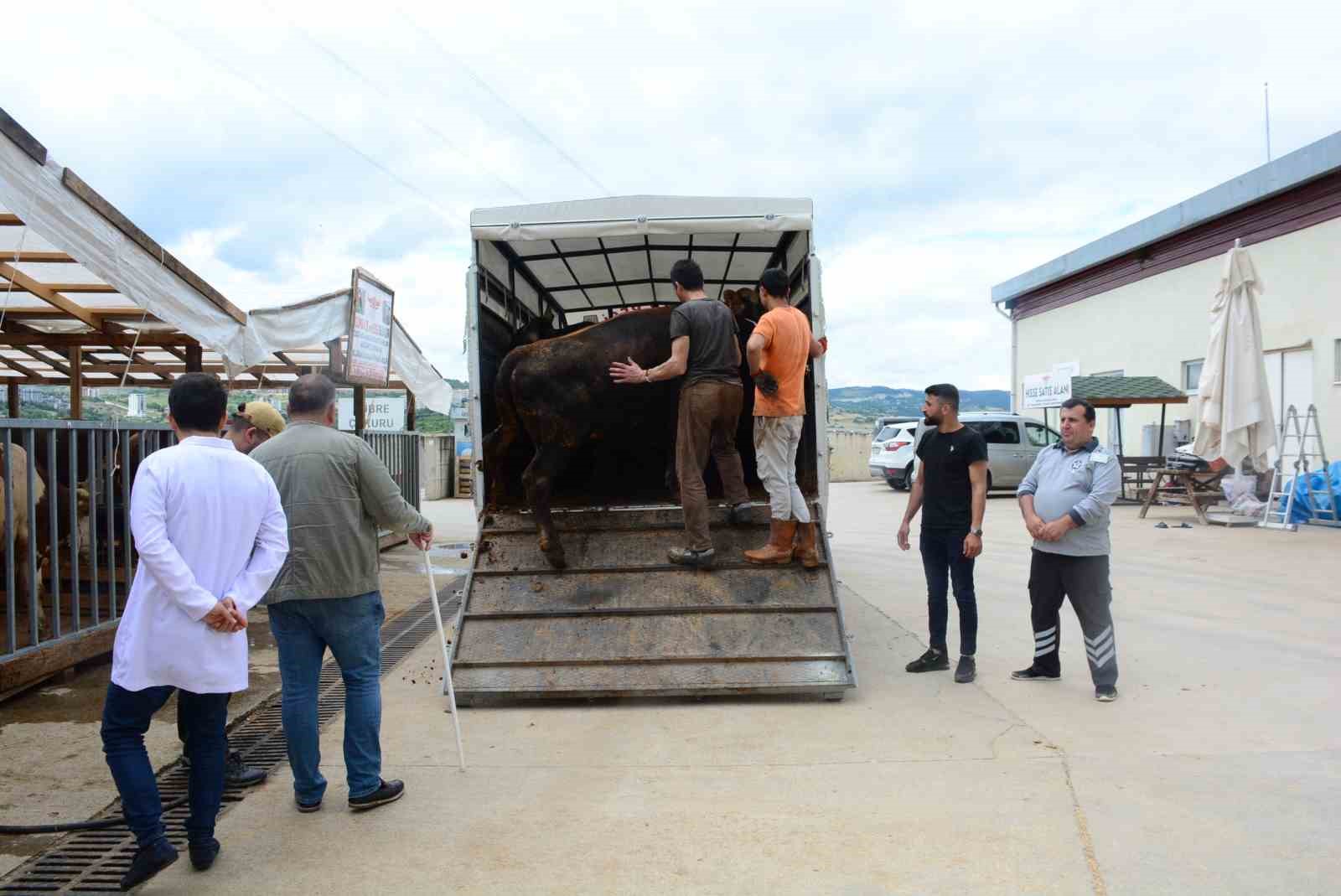Kocaeli’de kurbanlık hayvan girişleri başladı