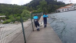 Beykoz’da ölü yunus kıyıya vurdu