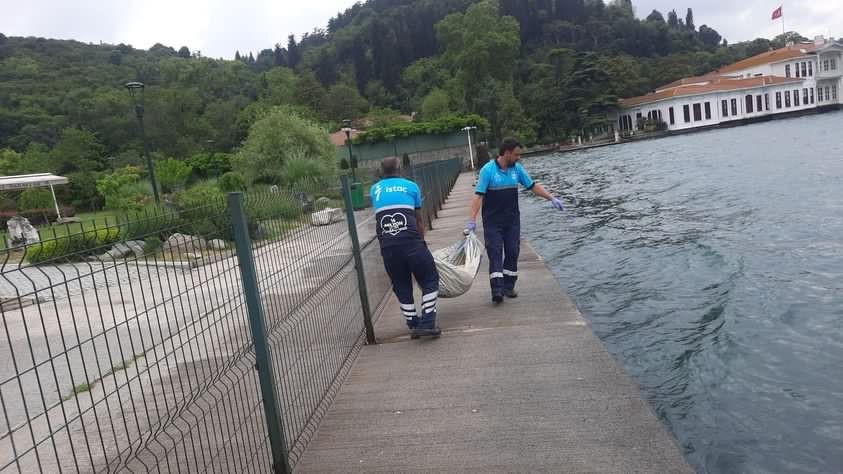 Beykoz’da ölü yunus kıyıya vurdu