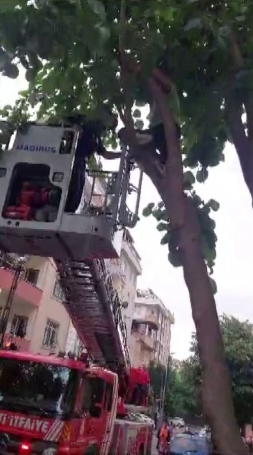 Sancaktepe’de ağaçta mahsur kalan çocuğu itfaiye kurtardı
