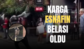 Yavrusunu korumak isteyen karga esnafın belası oldu