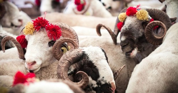 Kızılay Kurban Vekaleti Bedellerini Açıkladı