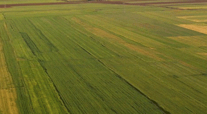Kocaeli Kandıra’da 11000 m² tarla mahkemeden satılıktır