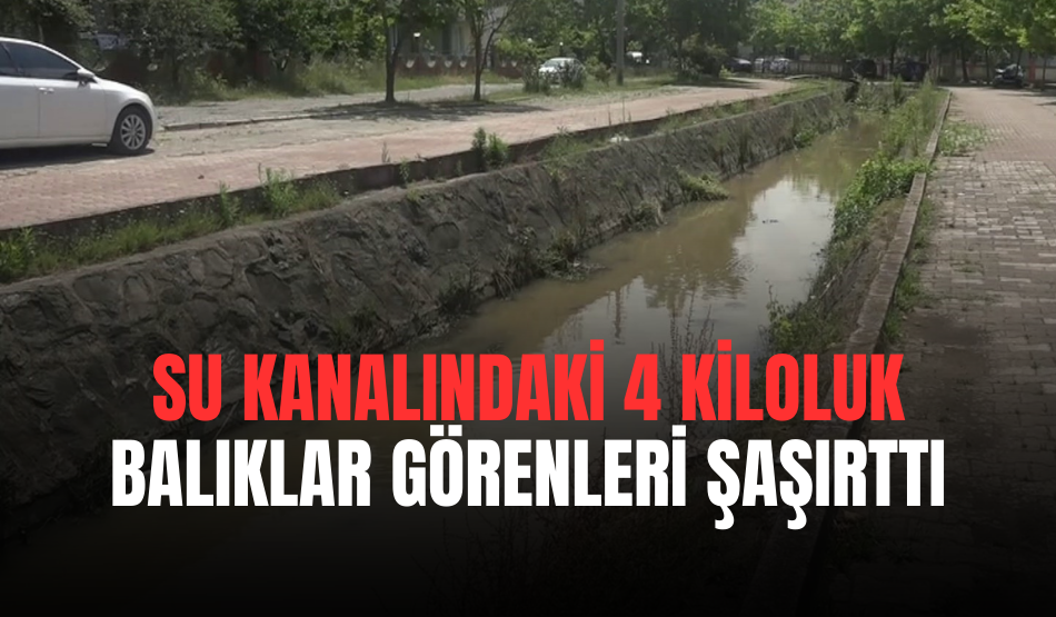 Su kanalındaki 4 kiloluk balıklar görenleri şaşırttı