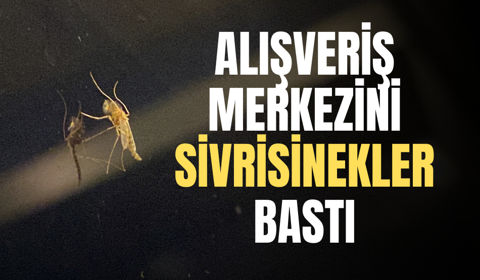 Kocaeli’deki alışveriş merkezini sivrisinekler bastı, vatandaş yemek bile yiyemiyor