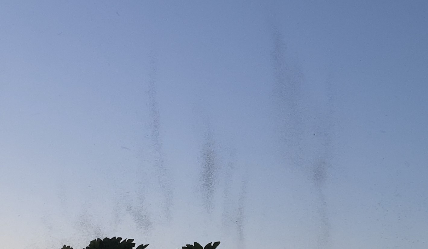 Kocaeli'deki alışveriş merkezini sivrisinekler bastı, vatandaş yemek bile yiyemiyor Kocaeli'deki alışveriş merkezini sivrisinekler bastı, vatandaş yemek bile yiyemiyor