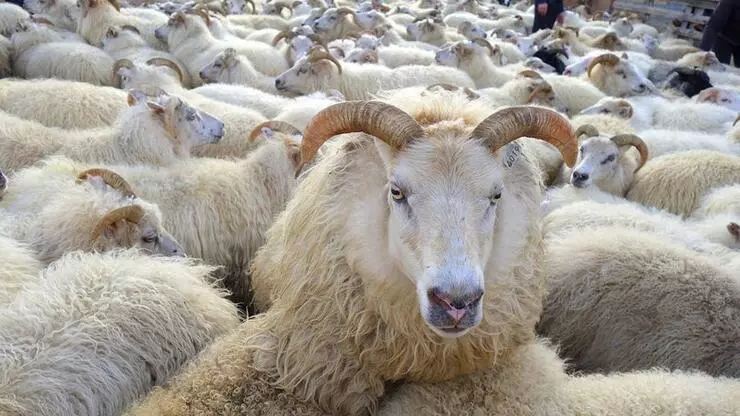 Bakan açıkladı: Satılamayan kurbanlıklar alınacak!