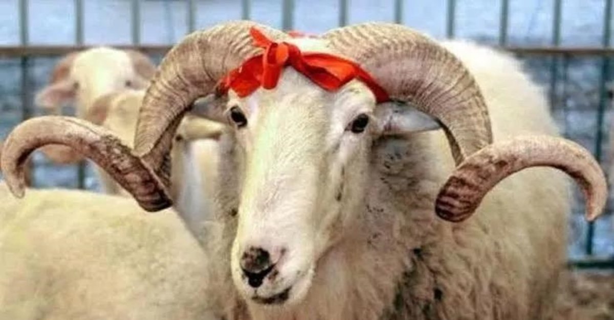 Kızılay Kurban Vekaleti Bedellerini Açıkladı