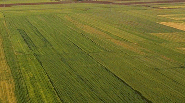 Kocaeli Kandıra’da 11000 m² tarla mahkemeden satılıktır