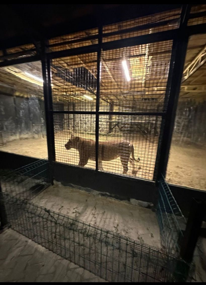 Beykoz’da ormanda ‘aslan avı’, sahibine teslim edildi