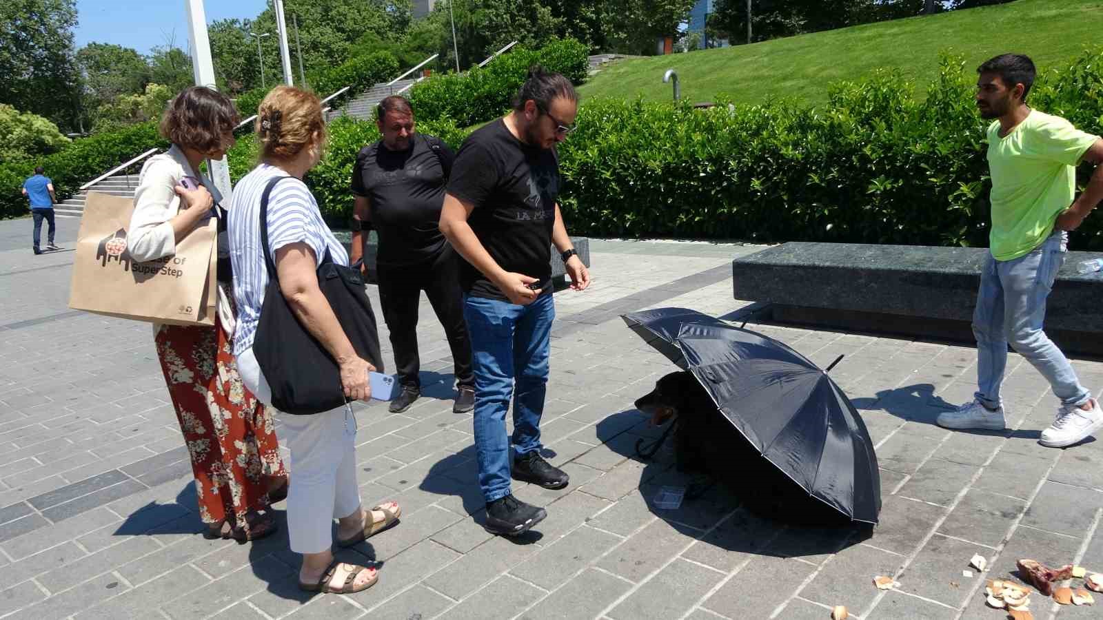 Polis ve vatandaşlar yaralı köpek için seferber oldu